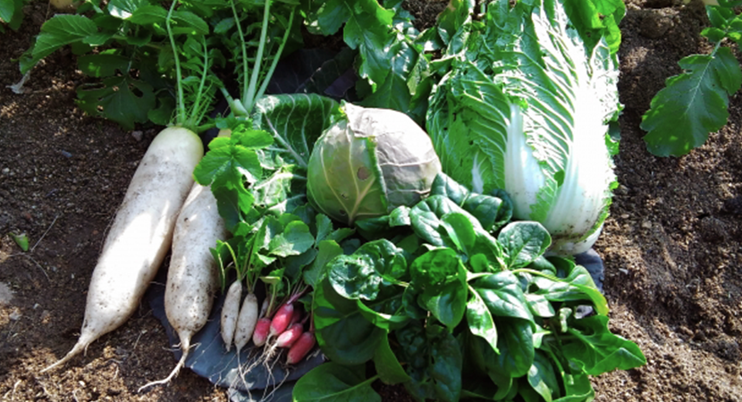 くちぶえ農園のお試しセットの写真