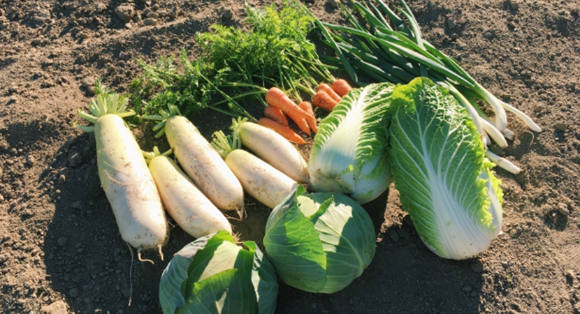 ベジっくすのお試しセットの写真